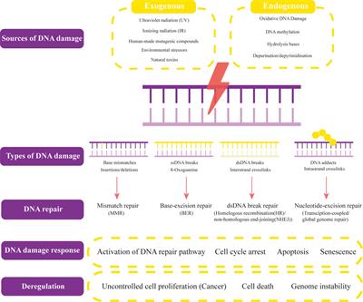 Roles of DNA damage in renal tubular epithelial cells injury